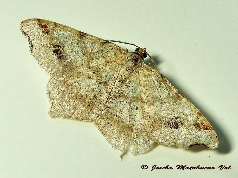 Macaria notata - Geometridae